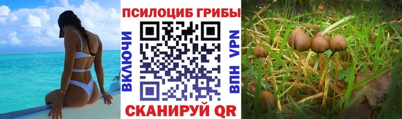 Галлюциногенные грибы Psilocybine cubensis Зерноград